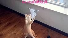 小猫上楼找大猫一起玩新玩具，猫妈却起哄哈儿子，搞得小猫很沮丧
