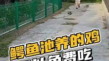 鳄鱼池养的鸡可以免费吃#鳄珍