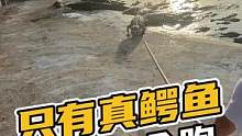 只有真鳄鱼挨打才会跑#鳄珍