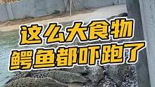 这么大的食物鳄鱼都吓跑了#鳄珍
