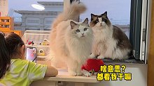 布偶猫轮班陪读，小主人不负众望终于考了100分