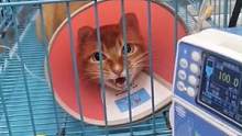 网红猫#敦敦疑似因医疗事故去世 如果是真的，那最后应激时敦敦得有多痛苦多害怕呀