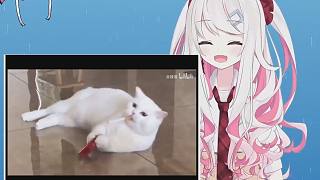 日本辣妹看猫咪迷惑行为大赏
