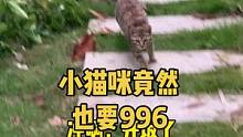 惊！小猫咪竟然也要996！
 #关爱流浪猫 #高爷家 #麦肯鸡猫粮
