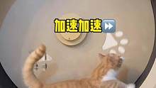 小猫咪之间的内卷！#小短腿跑的还挺快 #可爱的小猫咪 
