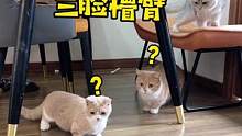 猫可以原谅，但二手男朋友有回收的么？