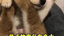 小奶狗的变化有多大，你们喜欢核桃么#柴犬