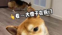 #柯基 柯基拆家日记，你们知道狗是怎么拆门的么？#柴犬 #萌宠