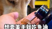 想要狗子毛发好而且不掉毛 一定记得要吃鱼油呀，一盒60粒可以吃一个月#萌宠好物