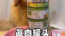 很多人问我Yami为什么这么壮实..其实罐头1-2天吃一个真的不错.美毛长肉还改掉挑食的毛病挺好#萌