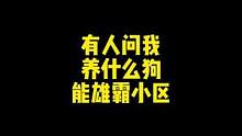 其实我挺喜欢秋田的，它对人真的太好太好了 #秋田#狗 #宠物知识 #二狗挑狗 