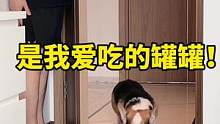 养狗不玩狗，那就没意思了，哈哈哈哈#柯基#狗狗 #萌宠