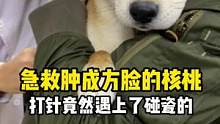 #柴犬 核桃打针撒娇像奶狗，竟然还碰瓷……小狗过敏后的急救