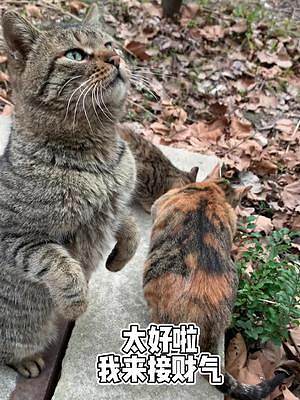 #流浪貓  的新年第一頓 一定要吃好