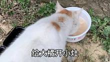 #萌宠出道计划 #流浪猫  给流浪猫大开小灶，被别的小猫咪抓住是什么体验