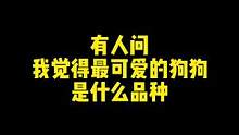 我一个钢铁直男都沦陷的狗，肯定有点东西对吧 #骑士查理王小猎犬 #狗 #宠物知识 #二狗挑狗 