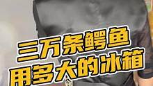 三万条鳄鱼用多大的冰箱#鳄珍