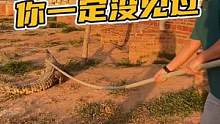 赶鳄棍法你一定没见过吧！#鳄珍