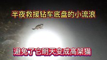 半夜救援钻车底盘的小流浪猫，避免了它明天变成高架猫