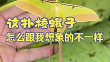 灯光下的意外发现！神仙颜值的扑棱蛾子，真是太有魅力了！