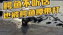 鳄鱼不听话，也要被鳄鱼腰带打#鳄珍 