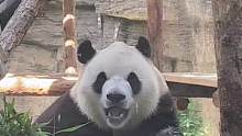 小福星5岁生日快乐哟～～～#熊猫 #国宝大熊猫 #来这吸熊猫 #动物园 #大熊猫福星