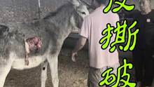 老驴肚子被撕破皮漏出骨头，是杀是救取决于价格，一群人讨价还价