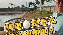 鳄鱼蛋是怎么变皮带的，听听鳄鱼哥怎么说#鳄珍