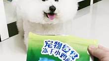 每天辣条吃完饭都会给它一根磨牙棒，清洁牙垢清新口气#萌宠 #比熊