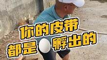 你的皮带都是蛋孵出的#鳄珍