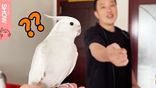 养了5年的鹦鹉与主人分开40天，再相见时却一脸尴尬！！【马可波罗show】