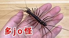 它们都是长满了腿的多脚怪！你们更害怕哪种？