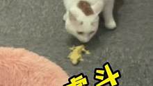 为时已晚的时候只能看看图个乐呵，顺便让猫减减肥了#爬宠 #养爬姑娘 #睫角守宫 #蜥蜴 #猫咪的迷惑