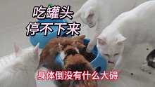 遗弃公园草丛三天的小猫被救后吃罐头停不下来，身体倒没什么大碍