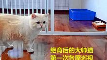 绝育后的大帅猫第一次到各屋巡视，深感无聊，看到前女友立马精神