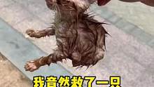 人生第一次捡到猫，这么小一只实在不忍心不管它#流浪猫