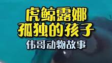 2岁迷路的幼虎鲸和人类会擦出怎样的火花呢？#动物世界 #万物皆有灵性