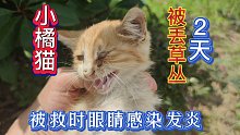 小橘猫被丢弃草丛三天，被救时眼睛感染发炎