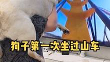 我家狗子第一次坐过山车#动物图鉴 