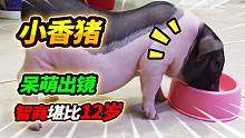 堪比人类智商12岁的小香猪，这货竟比狗还聪明，10分钟学会新技能