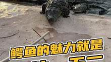 鳄鱼的魅力就是独一无二的#鳄珍