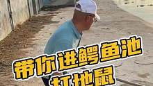 带你进鳄鱼池打地鼠#鳄珍