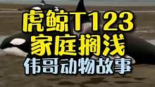 海洋霸主虎鲸也会报恩？它还会送肉给你吃？#万物皆有灵性 #动物世界 #动物报恩