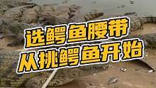 选鳄鱼腰带从挑选鳄鱼开始#鳄珍 