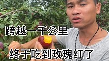 隐藏在贵州山村千里外的玫瑰红