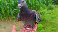 从小和狗一起长大的一只鸽子，狗里狗气的！