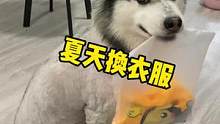 夏天穿夏天的衣服没毛病的呀，貂皮冬天再穿#萌宠出道计划