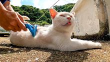 渔港的粉红猫也被刷掉了夏毛。