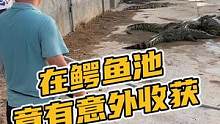 在鳄鱼池竟有意外收获？#鳄珍