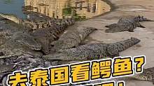 去泰国看鳄鱼？老土了吧！#鳄珍